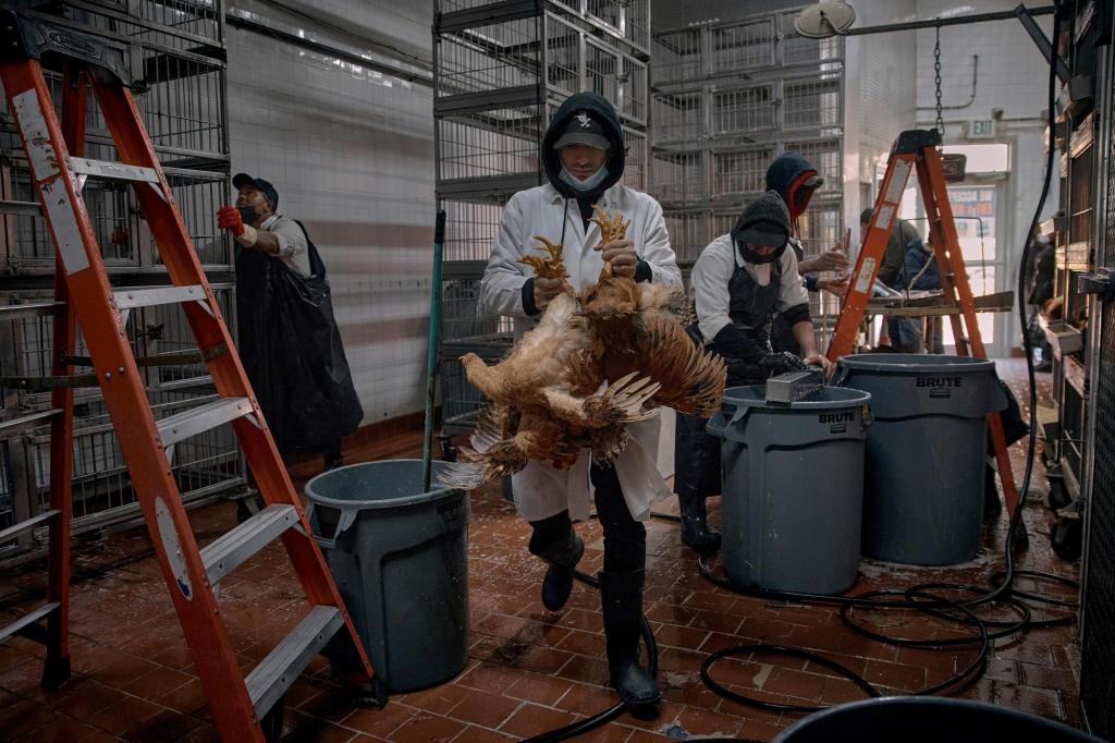 Bird flu 03889 1.jpg