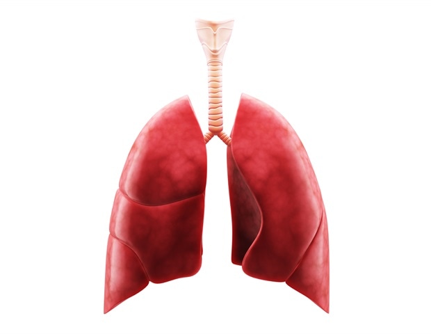 Human lungs and trachea. 3d render liya graphics 21865b46467d4541b59bb44c4e43c499 620x480.jpg