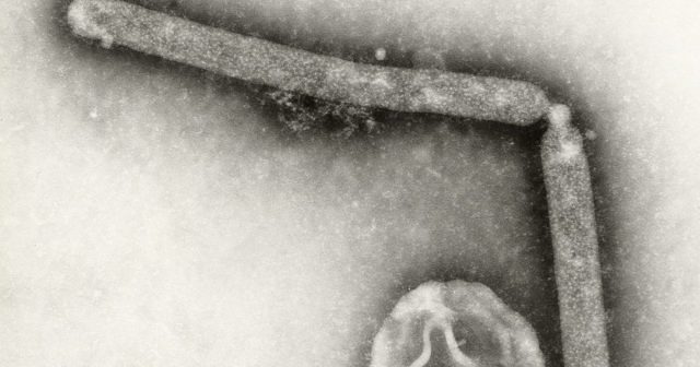 Bird flu 2 e1747663612652.jpg