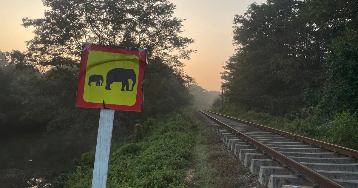 Sri lanka train elephant ap25051618560288.jpg